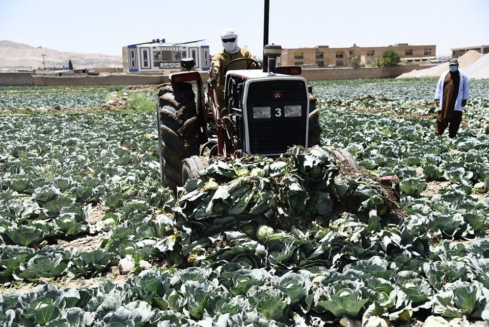 BFA launches crackdown on contaminated crops