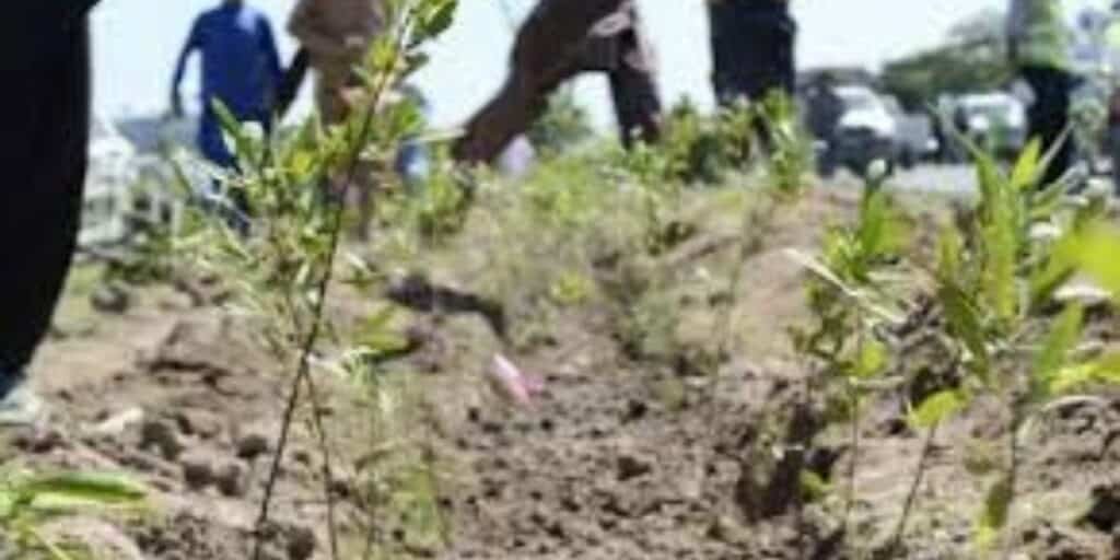 DC launches Monsoon tree plantation drive in Makran division