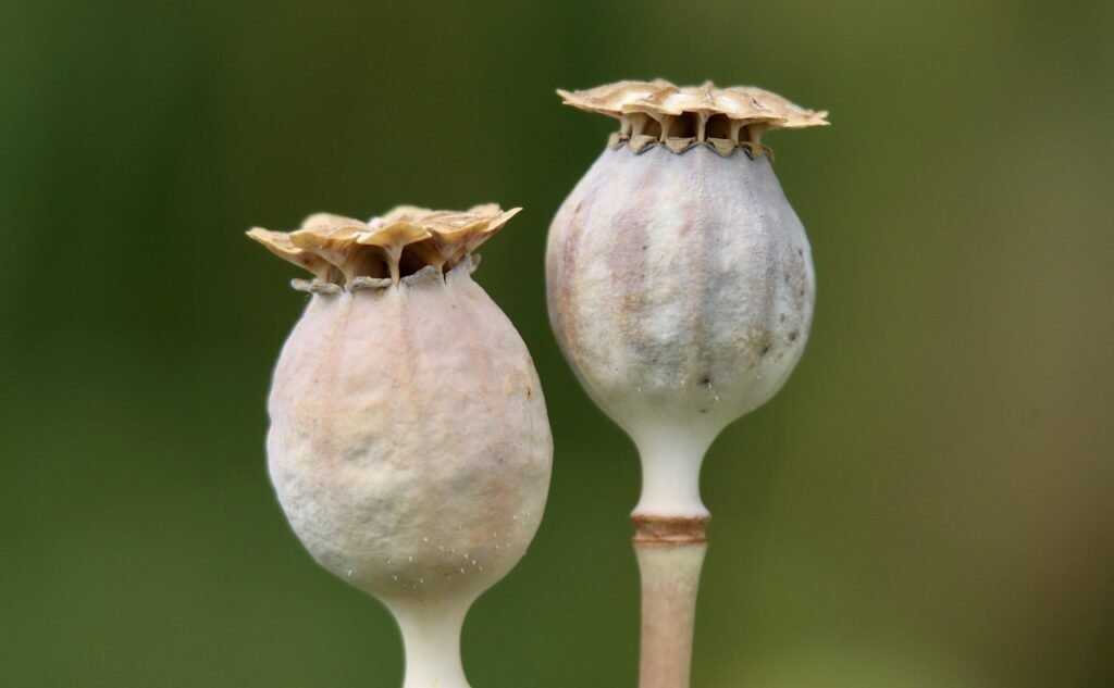 poppy, poppy seed capsule, seed pods, opium poppy, papaver somniferum, medicinal plant, morphine, alkaloids, capsule fruit, pericarp, fruit stand, poppies, seed pod
