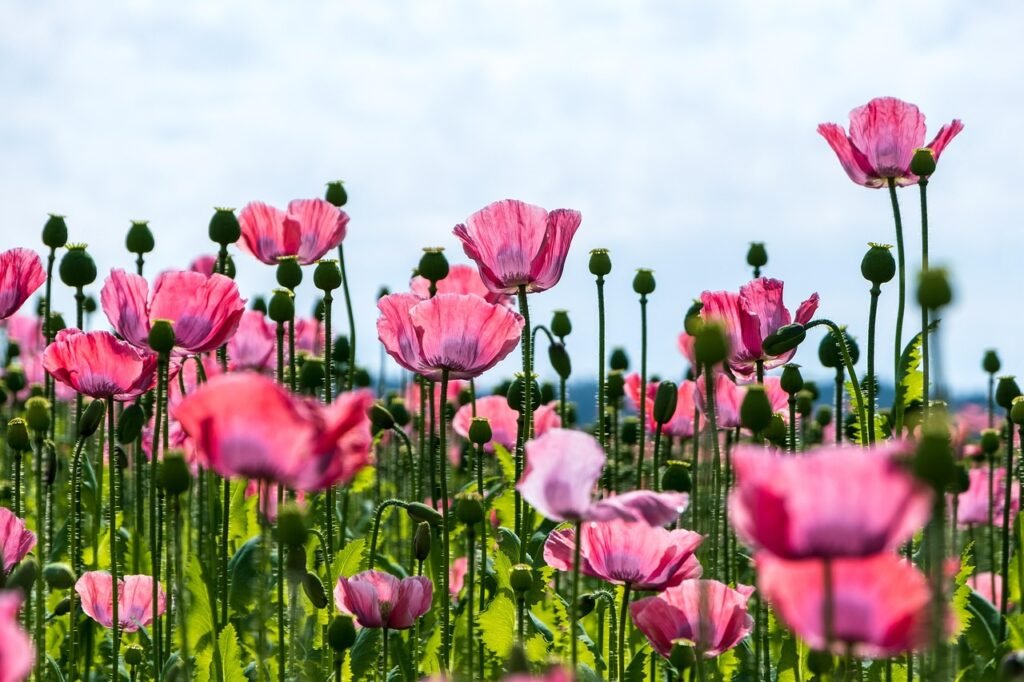 Balochistan Chief Secretary Shakeel Qadir Khan declared poppy cultivation a "serious crime" with damaging international implications for Pakistan and called for more stringent, coordinated action.