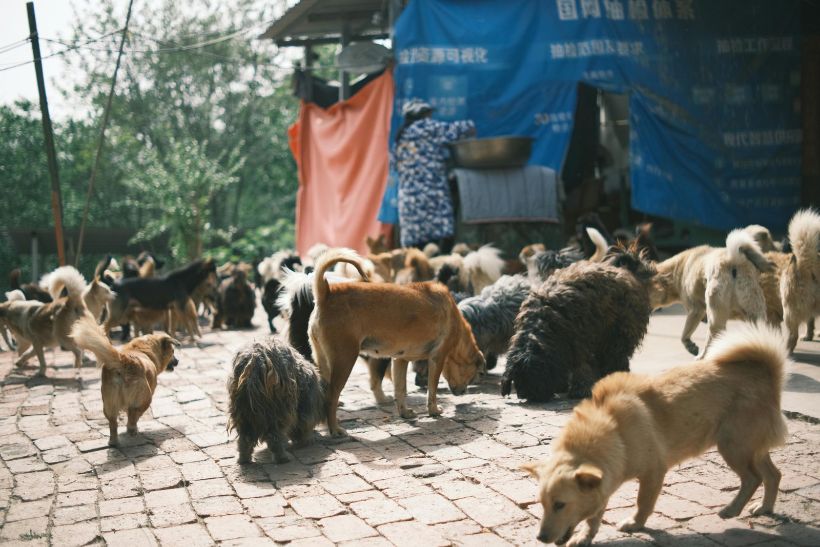 A pack of stray dogs roaming freely on a brick path outside a shelter.