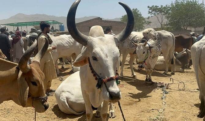 Bhagnari Bulls Become Eid’s Top Attraction in Balochistan