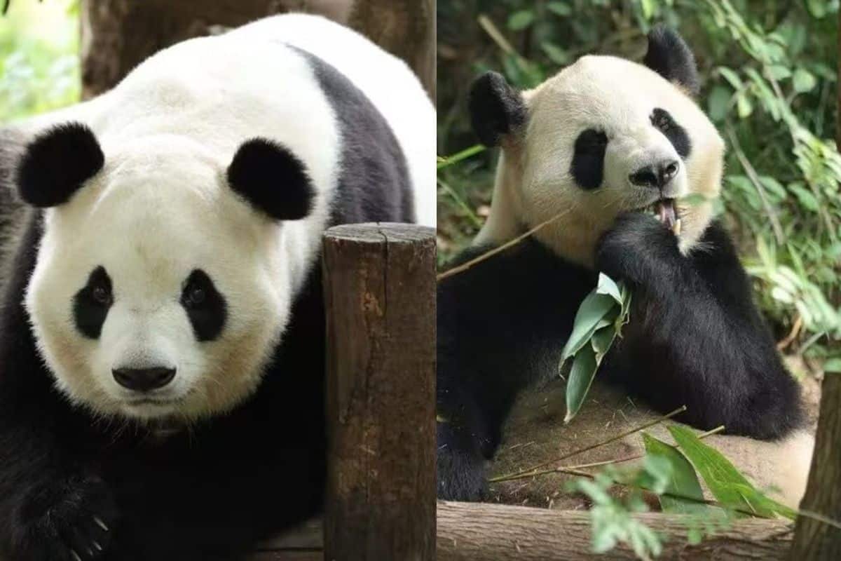 China sends two giant pandas to US as panda diplomacy continues