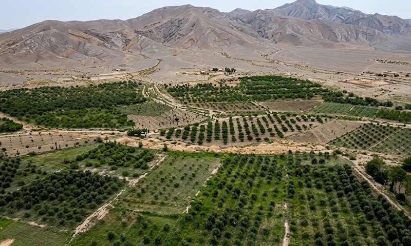 Balochistan Leads Pakistan in Olive Cultivation with 3.19m Plants