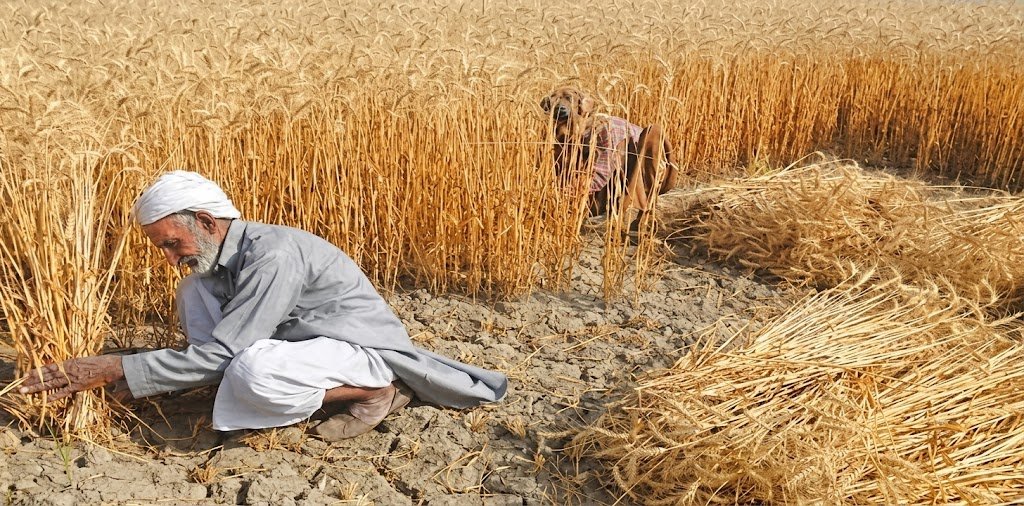 PM Approves Proposed Wheat Support Price of Rs 4500 per Maund for 2027